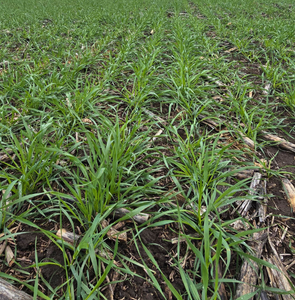 diseño sin título (42)