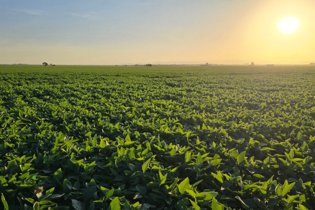 diseño sin título 4