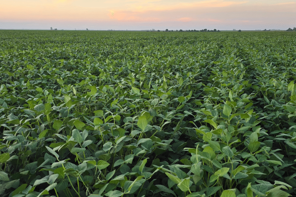 diseño sin título 5