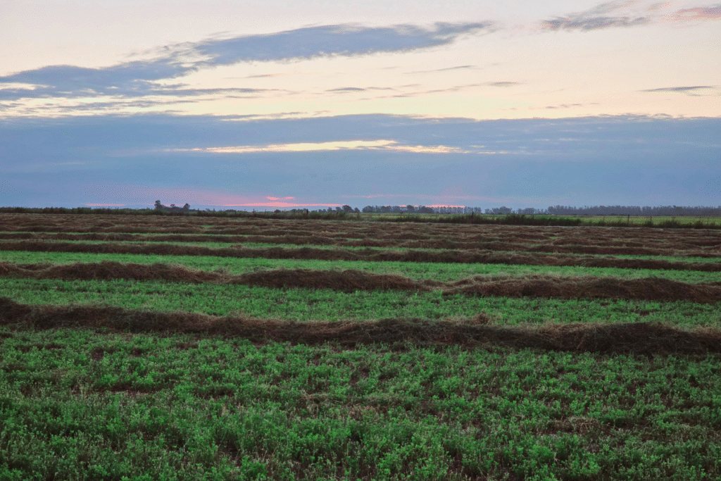 diseño sin título 6