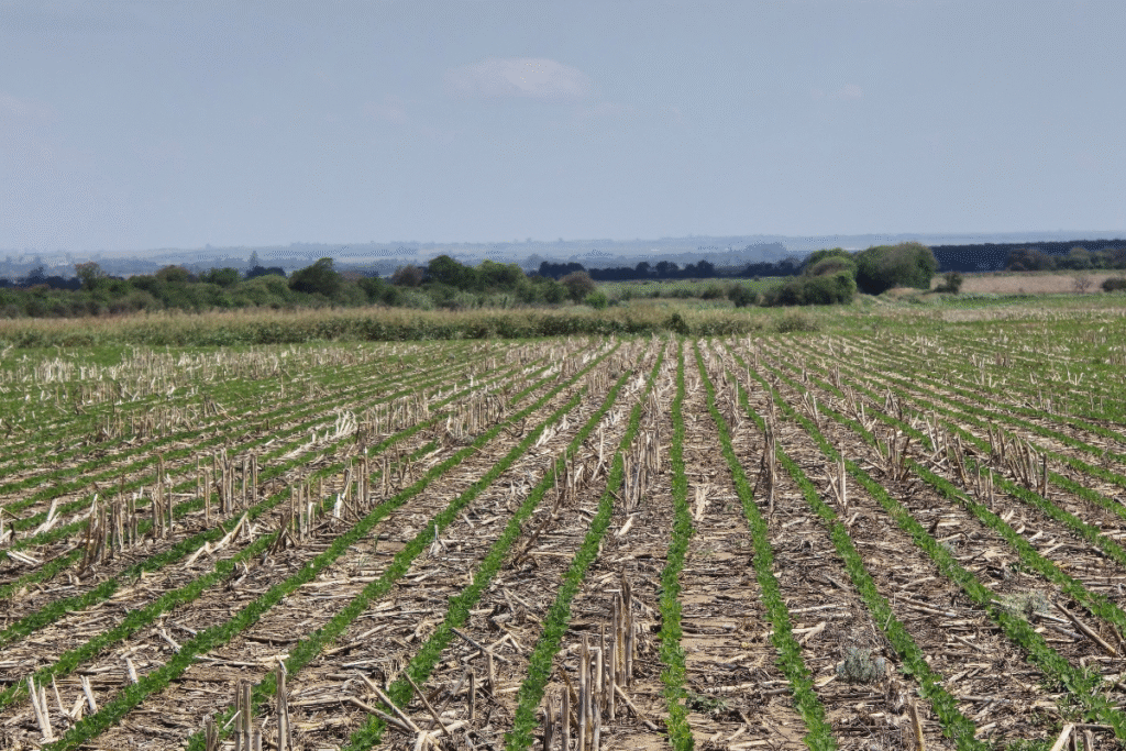 diseño sin título 7